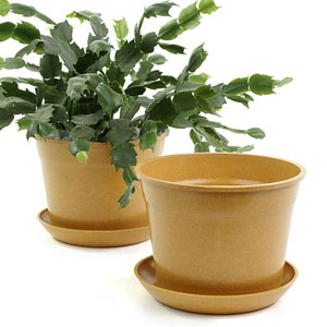 6.75" Biodegradable Pot  with tray- Orange