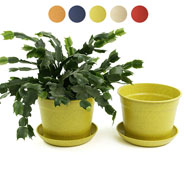 6.75" Biodegradable Pot  with tray- Yellow