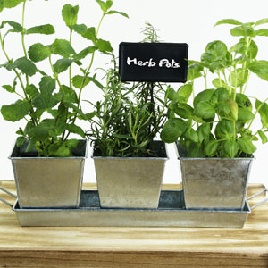 Tin Herb Pot Galvanized