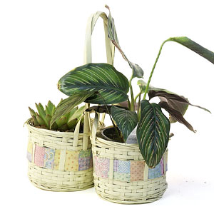 Bamboo Peanut Shop Pastel (2) 4" pots