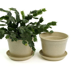 6.75" Biodegradable Pot  with tray- Cream