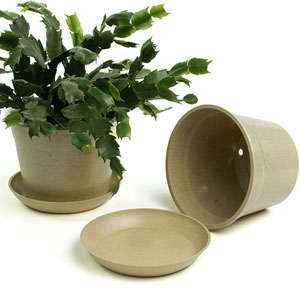 6.75" Biodegradable Pot  with tray- Cream