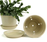 6.75" Biodegradable Pot  with tray- Cream