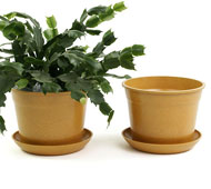 6.75" Biodegradable Pot  with tray- Orange