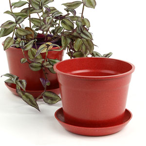 6.75" Biodegradable Pot  with tray- Red