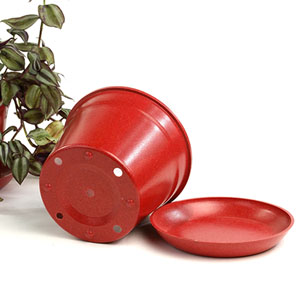 6.75" Biodegradable Pot  with tray- Red