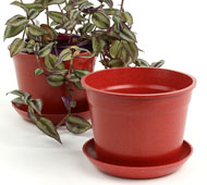 6.75" Biodegradable Pot  with tray- Red