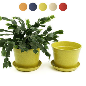 6.75" Biodegradable Pot  with tray- Yellow