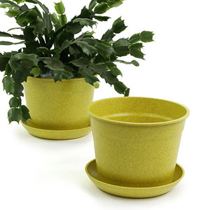 6.75" Biodegradable Pot  with tray- Yellow