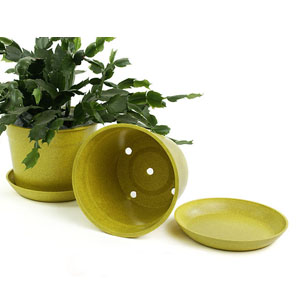 6.75" Biodegradable Pot  with tray- Yellow