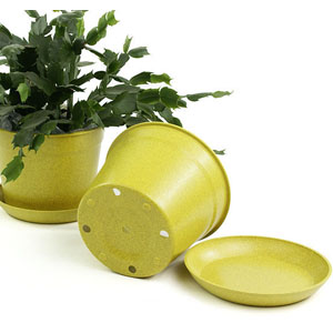 6.75" Biodegradable Pot  with tray- Yellow