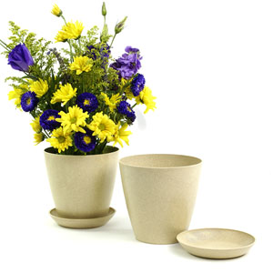 6.5" Biodegradable Pot  with tray- Cream