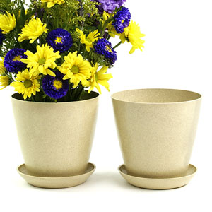 6.5" Biodegradable Pot  with tray- Cream