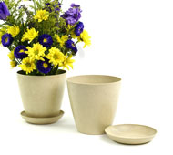 6.5" Biodegradable Pot  with tray- Cream