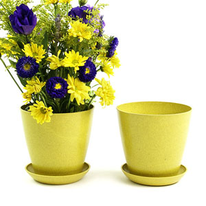 6.5" Biodegradable Pot  with tray- Yellow