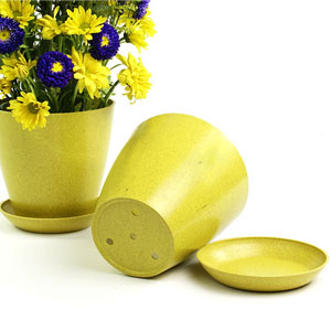 6.5" Biodegradable Pot  with tray- Yellow