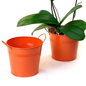 6.5" Tin Pot Tangerine