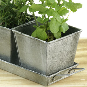 Vintage Herb Container