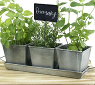 Vintage Herb Container