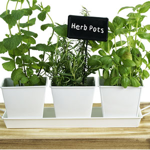 Tin Herb Pot White