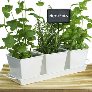 Tin Herb Pot White