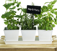 Tin Herb Pot White